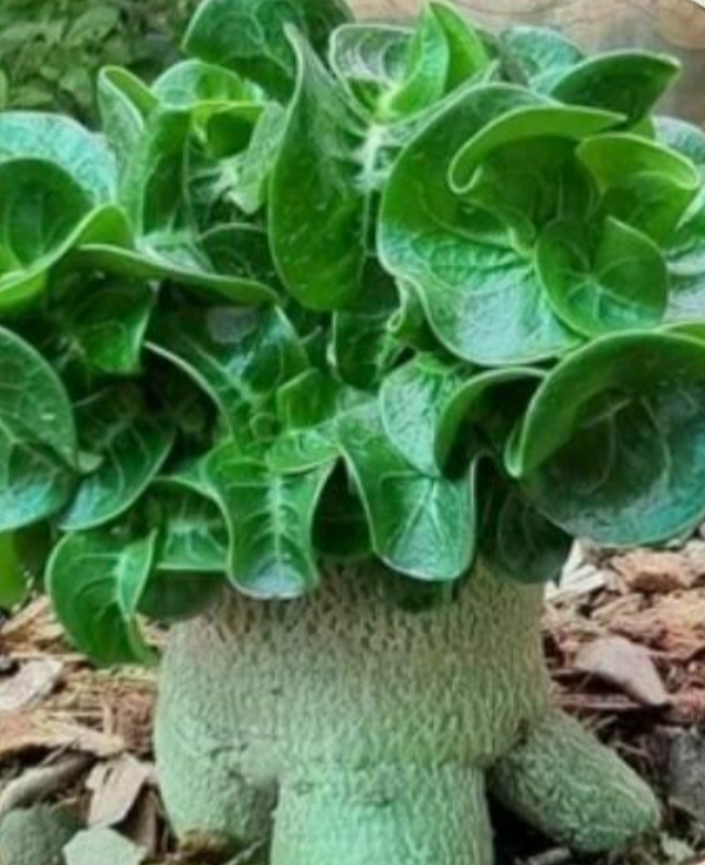 Adenium D.H.A Emerald Green 5 Pieces Seeds
