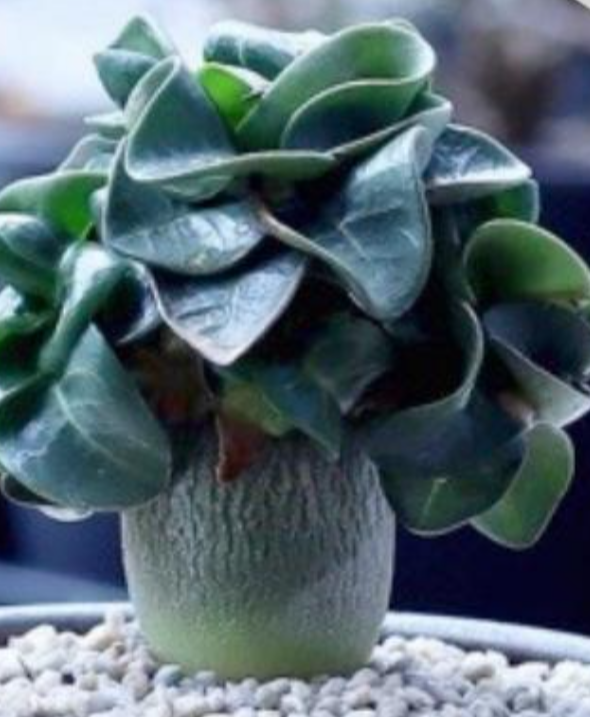 Adenium D.H.A PPL 5 Pieces Seeds
