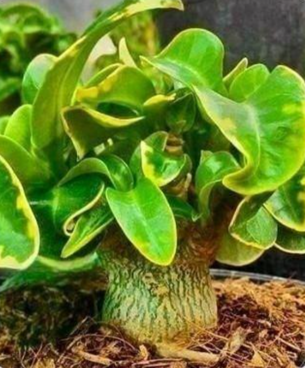Adenium DHA CDP Spotted Leaf 6 Pieces Seeds