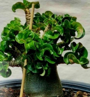 Adenium DHA Mong Gutsaman 5 Pieces Seeds