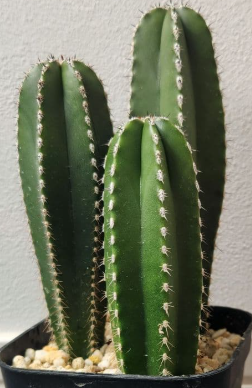 Pachycereus marginatus 10 Pieces Seeds