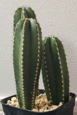 Pachycereus marginatus 10 Pieces Seeds
