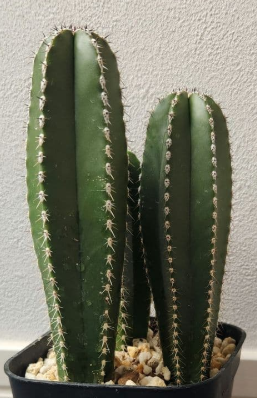 Pachycereus marginatus 10 Pieces Seeds