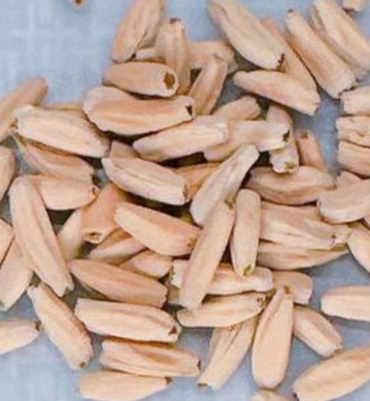 Adenium D.H.A PMK 5 Pieces Seeds