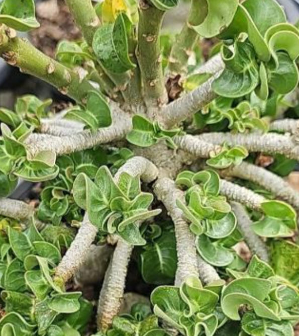 Adenium D.H.A PMK 5 Pieces Seeds