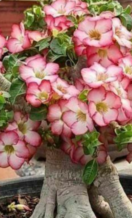 Adenium D.H.A Pho Nong Bua 5 Pieces Seeds