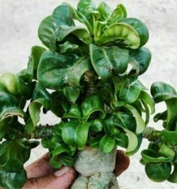 Adenium D.H.A Bung Wang 5 Pieces Seeds