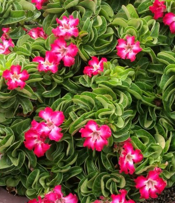 Adenium D.H.A Thai 5 Pieces Seeds