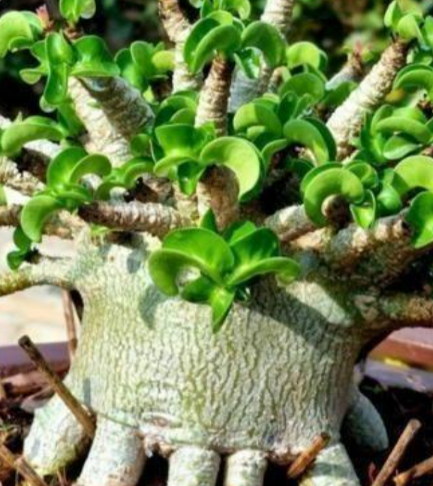 Adenium D.H.A SLP 5 Pieces Seeds