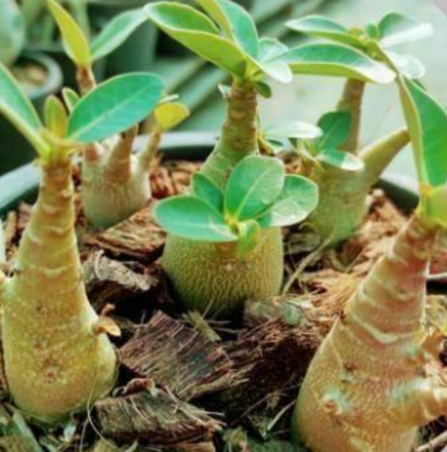 Adenium God Tung Mon 5 Pieces Seeds