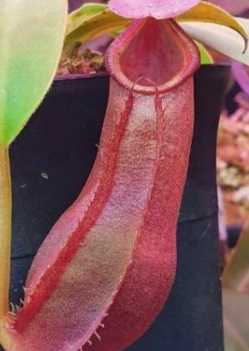 Nepenthes adrianii 5 Pieces Seeds