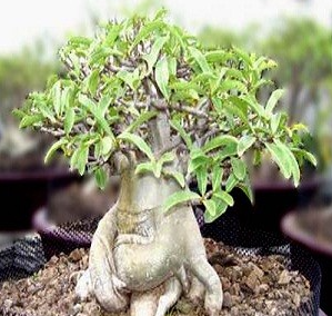 Adenium Petch Muangkon 5 Pieces Seeds