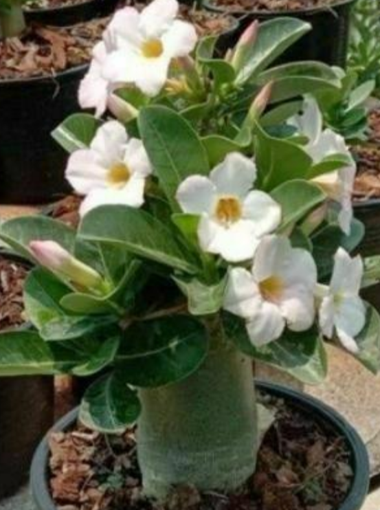 Adenium White House 5 Pieces Seeds