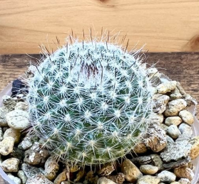 Mammillaria hahniana 15 Pieces Seeds