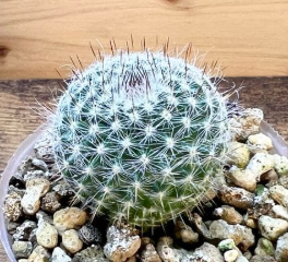 Mammillaria hahniana 15 Pieces Seeds