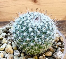 Mammillaria hahniana 15 Pieces Seeds