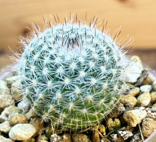 Mammillaria hahniana 15 Pieces Seeds