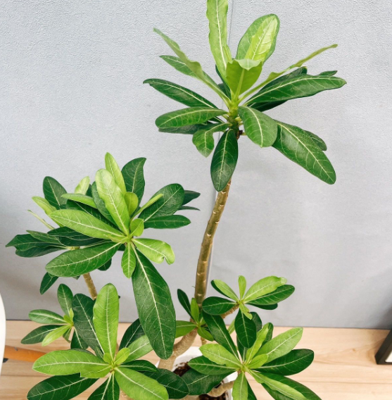 Adenium Anaconda 5 Pieces Seeds