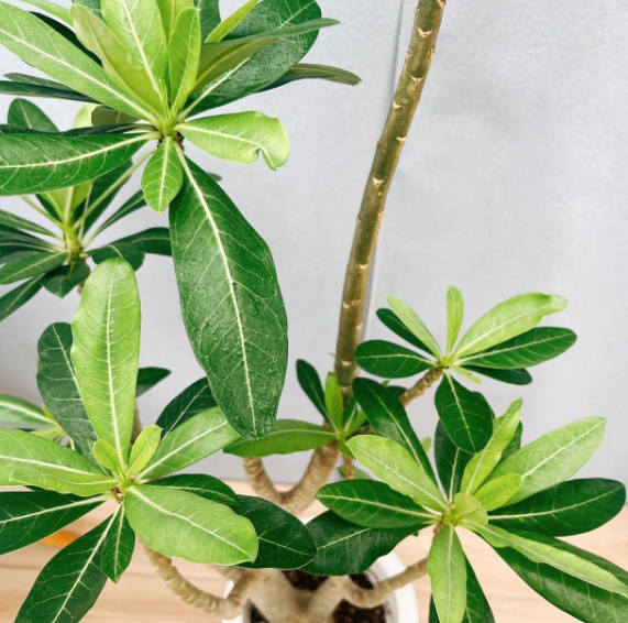 Adenium Anaconda 5 Pieces Seeds