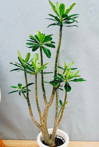 Adenium Anaconda 5 Pieces Seeds