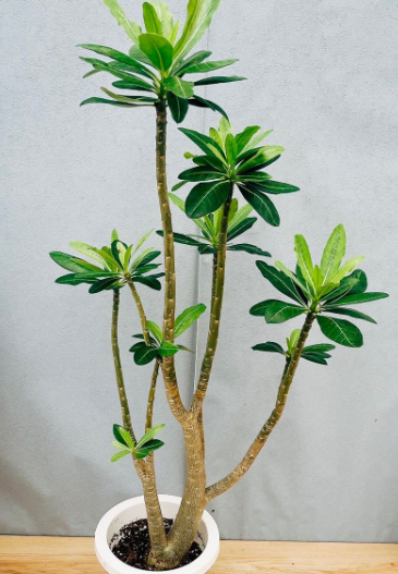 Adenium Anaconda 5 Pieces Seeds