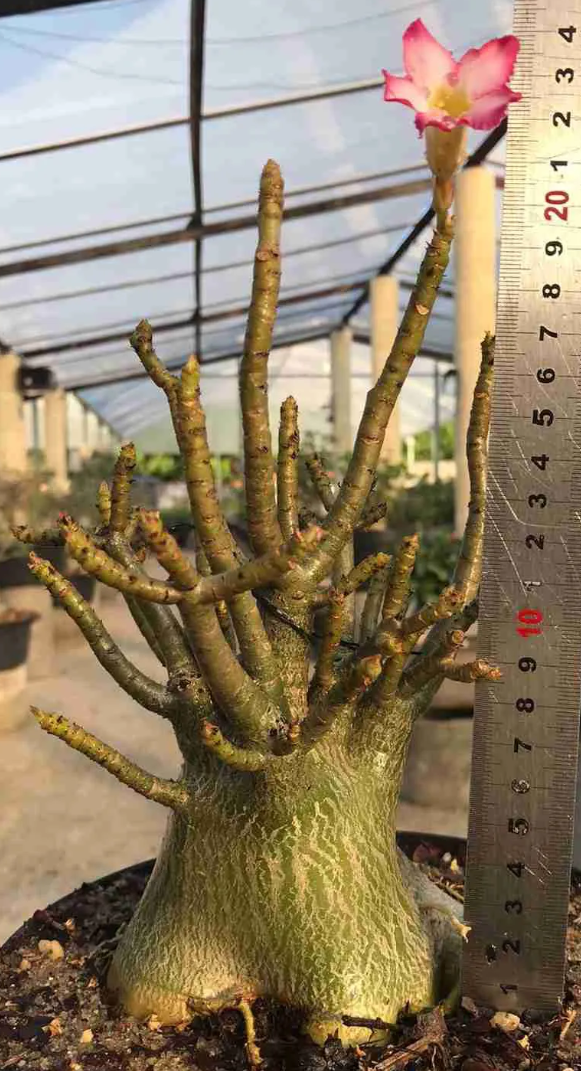 Adenium Riza 5 Pieces Seeds