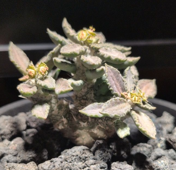 Euphorbia turbiniformis 7 Pieces Seeds