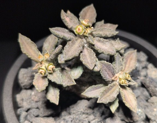Euphorbia turbiniformis 7 Pieces Seeds