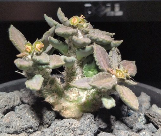 Euphorbia turbiniformis 7 Pieces Seeds