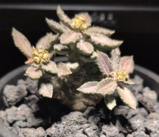 Euphorbia turbiniformis 7 Pieces Seeds