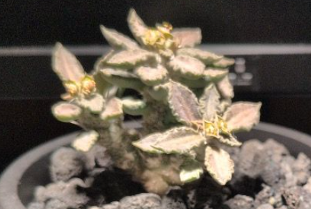 Euphorbia turbiniformis 7 Pieces Seeds