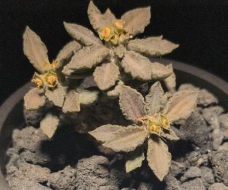 Euphorbia turbiniformis 7 Pieces Seeds