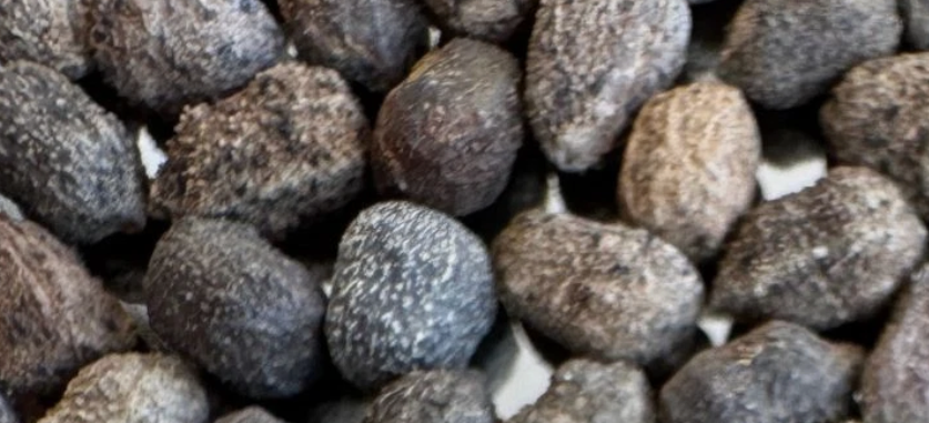 Euphorbia turbiniformis 7 Pieces Seeds