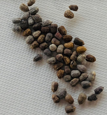 Euphorbia pentops 7 Pieces Seeds