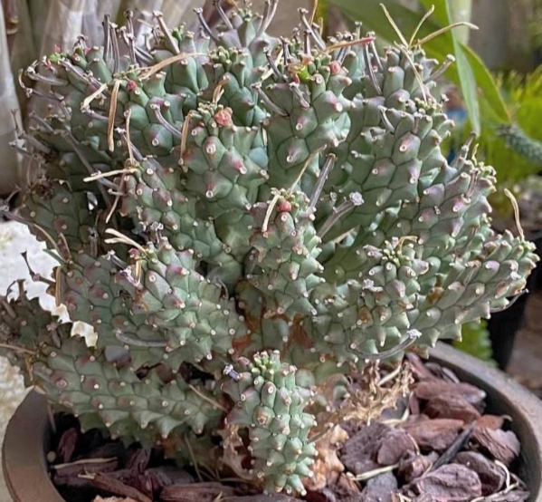 Euphorbia pentops 7 Pieces Seeds