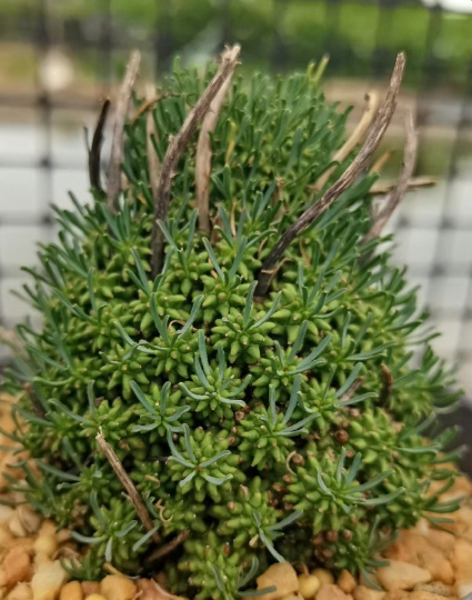 Euphorbia multiceps 7 Pieces Seeds