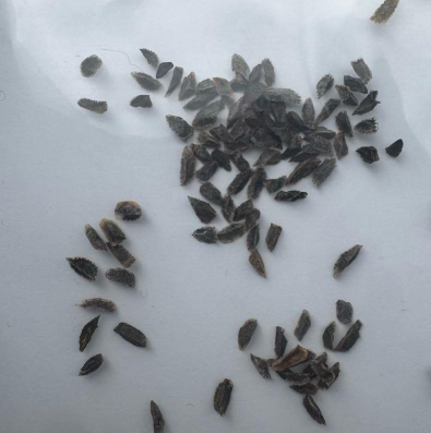 Aloe pearsonii 15 Pieces Seeds