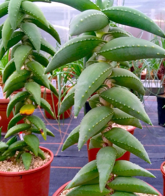 Aloe pearsonii 15 Pieces Seeds