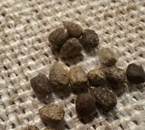 Euphorbia huttonae 6 Pieces Seeds
