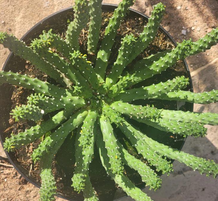 Euphorbia huttonae 6 Pieces Seeds