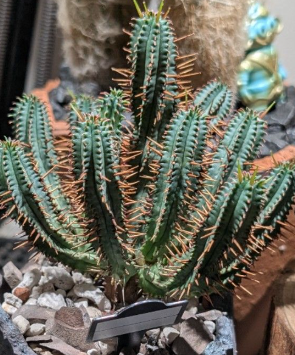 Euphorbia pentagona 6 Pieces Seeds
