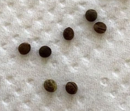 Euphorbia pentagona 6 Pieces Seeds