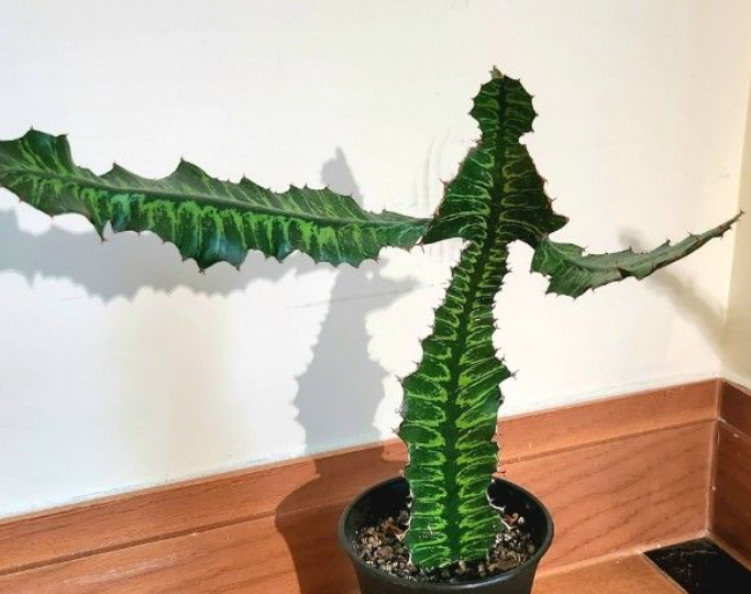 Euphorbia pseudocactus x bougheyi 'Sunrise' 6 Pieces Seeds