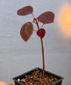 Euphorbia cotinifolia 6 Pieces Seeds