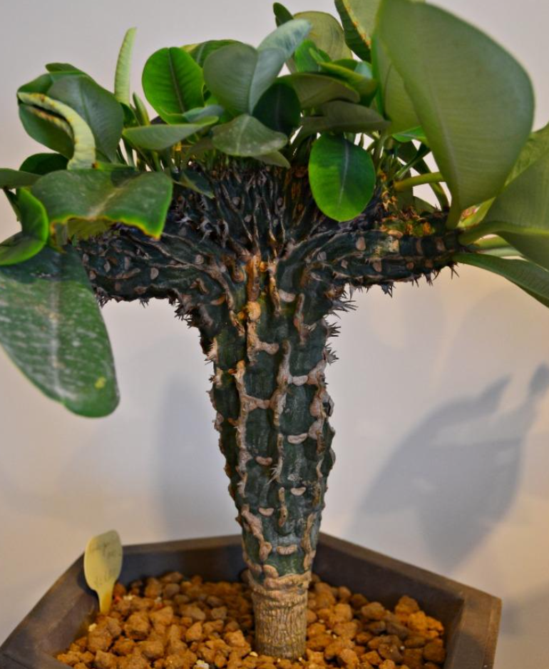 Euphorbia viguieri 7 Pieces Seeds