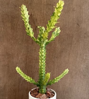 Euphorbia trigona 7 Pieces Seeds