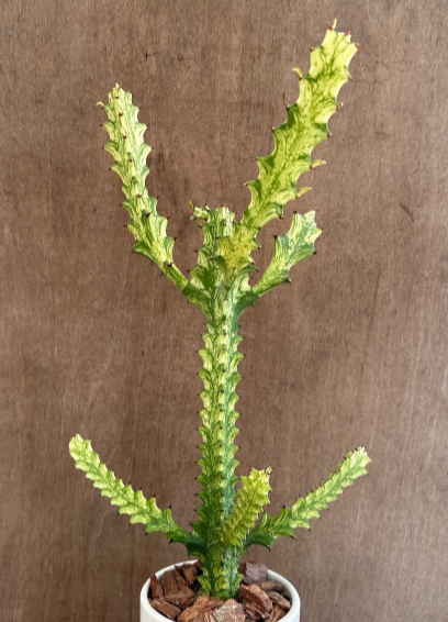Euphorbia trigona 7 Pieces Seeds