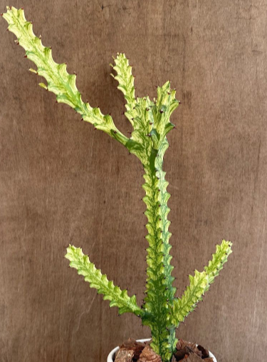Euphorbia trigona 7 Pieces Seeds