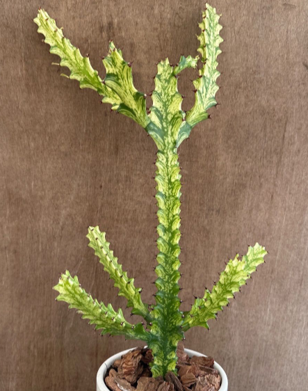 Euphorbia trigona 7 Pieces Seeds