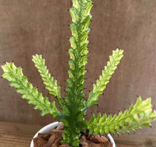 Euphorbia trigona 7 Pieces Seeds